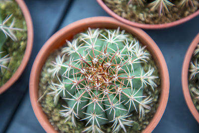 High angle view of succulent plant in pot