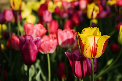 Colorful tulips in the flower garden. flowers multicolored tulips flowering on public park