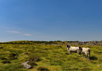 Horses in a field