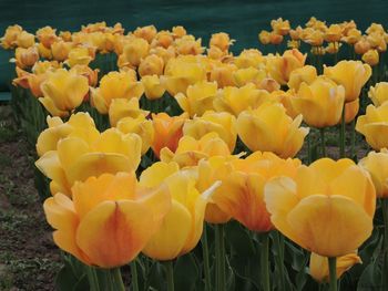 Close-up of yellow tulips blooming in field