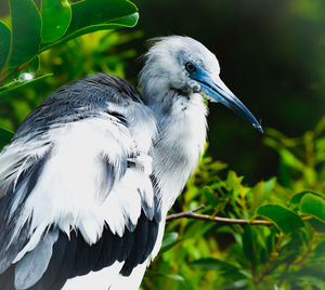 Close-up of a bird perching on plant