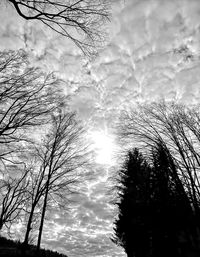 Low angle view of silhouette bare trees against sky