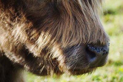 Highland cow nose