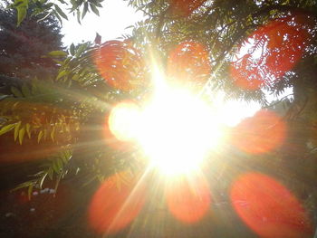 Sun shining through trees during sunset