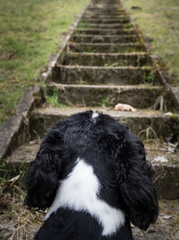 Close-up of black dog