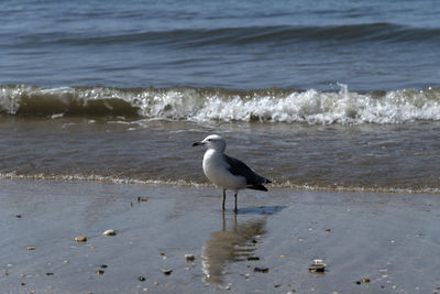 Seagull perching on a beach