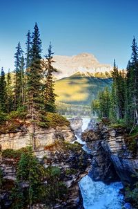 Scenic view of river flowing amidst trees against clear sky