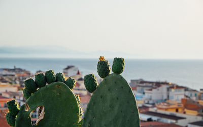 Close-up of succulent plant on sea against sky