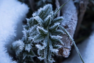 Close-up of frozen plant