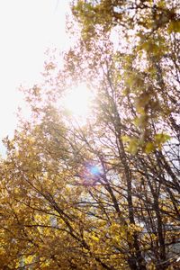 Low angle view of trees during autumn