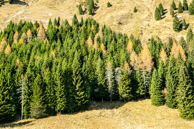 Pine trees in forest