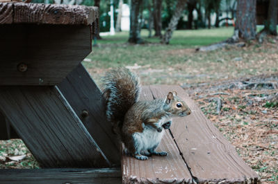 Squirrel in a forest