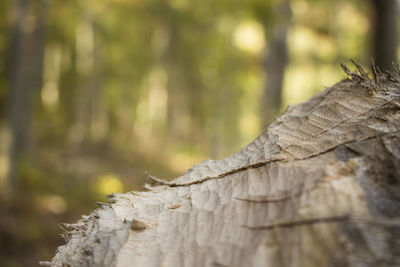 Close-up of tree trunk in forest