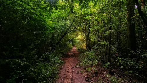 Narrow pathway along trees in forest