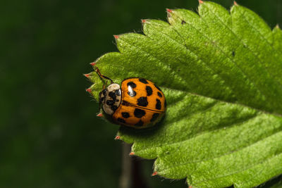 Close-up of ladybug on leaf