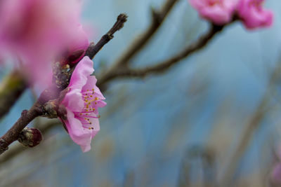 Close-up of pink cherry blossom