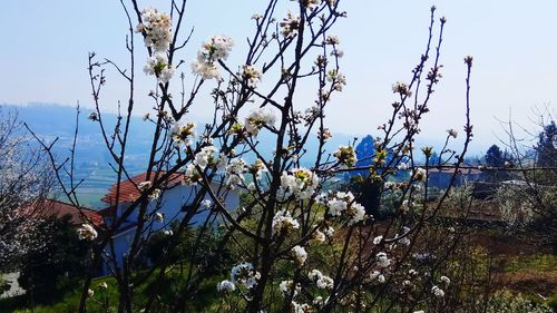 Low angle view of flower tree against sky