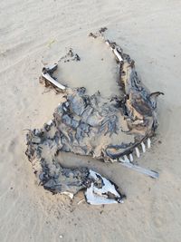 Mummified camel corpse in the desert