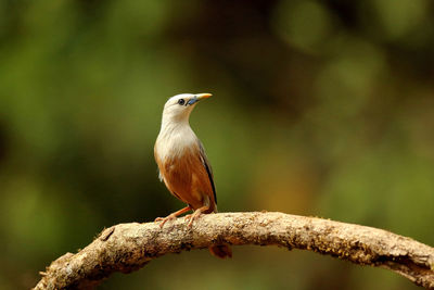 Close-up of bird perching on branch