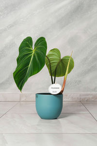 Close-up of leaves on table