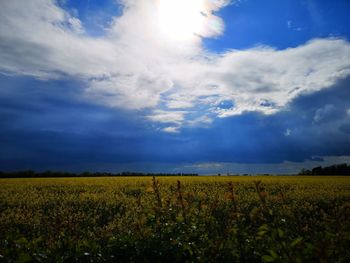 Scenic view of agricultural field against sky