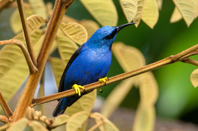 Close-up of bird perching on branch