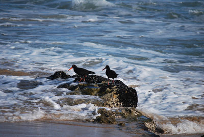 Oyster catchers of south africa