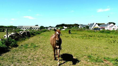 Horse standing in a field