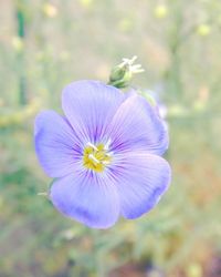 Close-up of purple flower