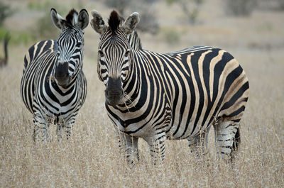 Zebra zebras on grass