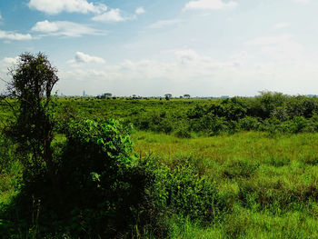 Scenic view of field against sky