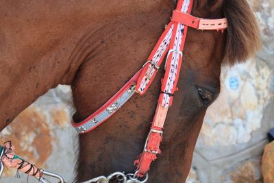 Close-up of horse looking down