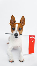 Close-up of dog against white background