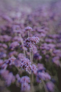 Close-up of purple flowering plant