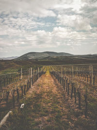 Scenic view of vineyard against sky