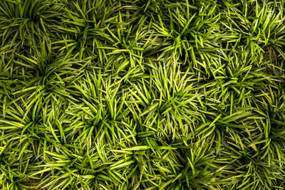 Full frame shot of green plants