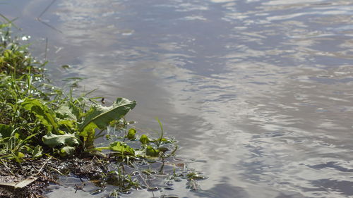 Close-up of plants floating on water