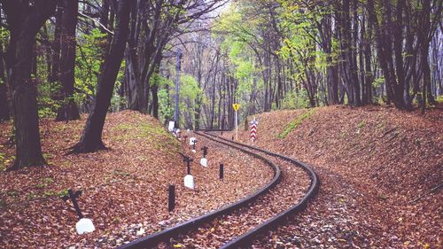 Road passing through forest