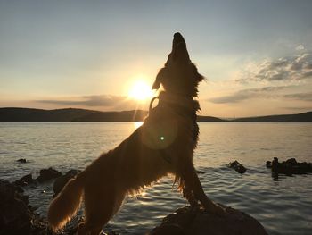 Silhouette dog standing on beach against sky during sunset