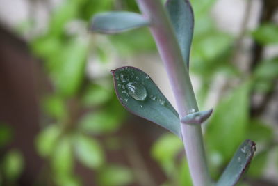 Close-up of wet plant