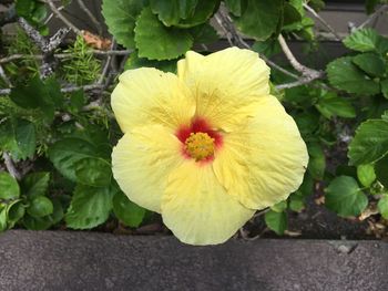 Close-up of yellow flower blooming outdoors