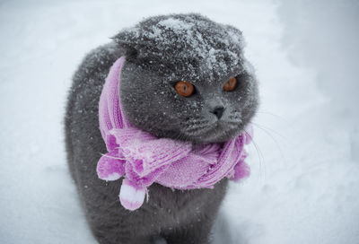 Close-up of a cat in snow