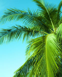 Low angle view of palm tree against sky