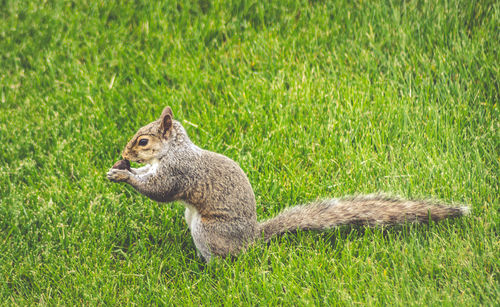 Side view of squirrel on field