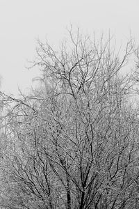 Low angle view of bare tree against clear sky