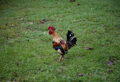 Rooster on field