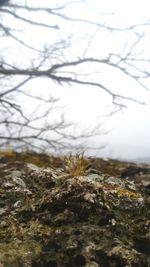 Close-up of branches against sky