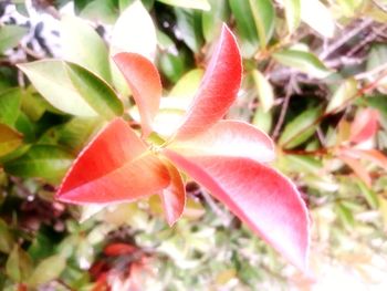 Close-up of pink flowering plant