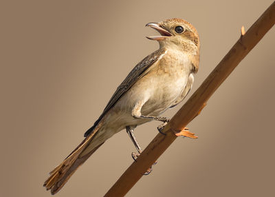 Low angle view of bird perching on branch against sky