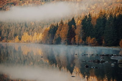 Reflection of trees in lake